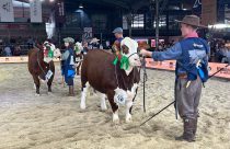 Nacional Hereford e Braford buscou reforçar a valorização da genética aliada ao mercado