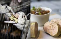 Venda e produção de foie gras podem ser extintas no Brasil após decisão da Câmara
