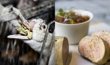 Venda e produção de foie gras podem ser extintas no Brasil após decisão da Câmara