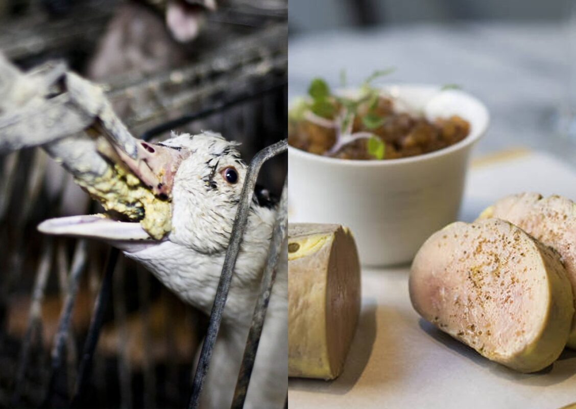 Venda e produção de foie gras podem ser extintas no Brasil após decisão da Câmara