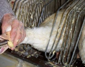 O que é foie gras? Conheça a técnica de produção e o debate sobre sua proibição no país