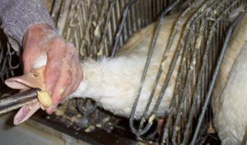 O que é foie gras? Conheça a técnica de produção e o debate sobre sua proibição no país
