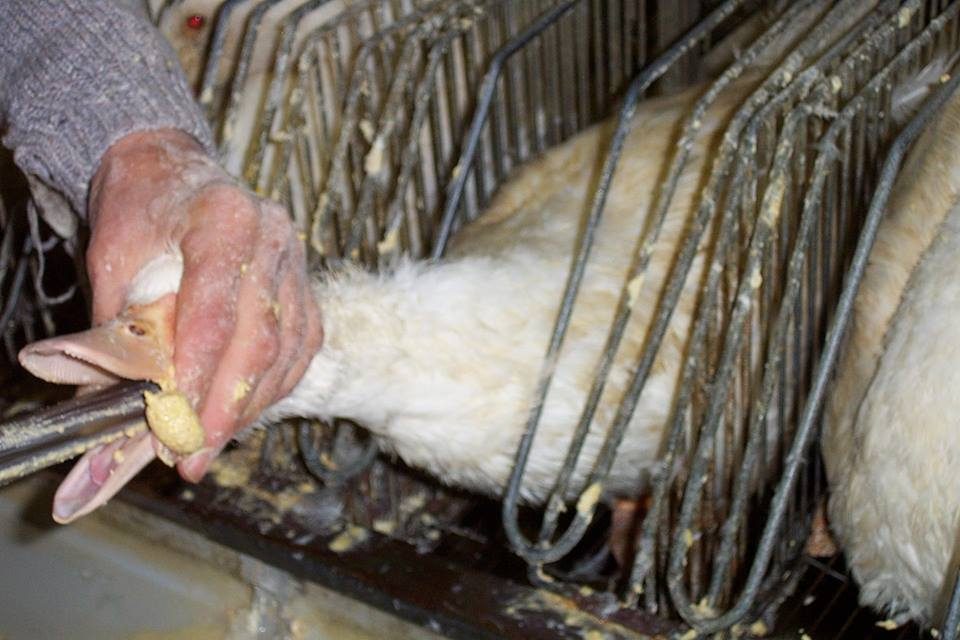 O que é foie gras? Conheça a técnica de produção e o debate sobre sua proibição no país