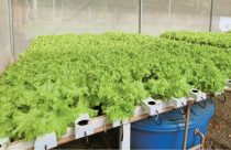 E-book gratuito orienta como fazer o cultivo de vegetais pelo sistema de aquaponia