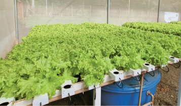 E-book gratuito orienta como fazer o cultivo de vegetais pelo sistema de aquaponia