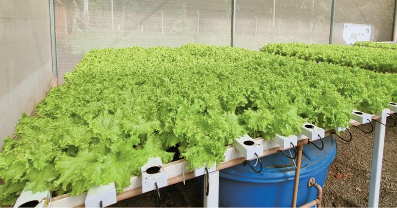 E-book gratuito orienta como fazer o cultivo de vegetais pelo sistema de aquaponia