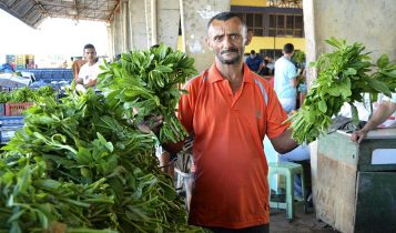 Arapiraca é um dos municípios que mais produzem bredo no país e fortalece a agricultura familiar