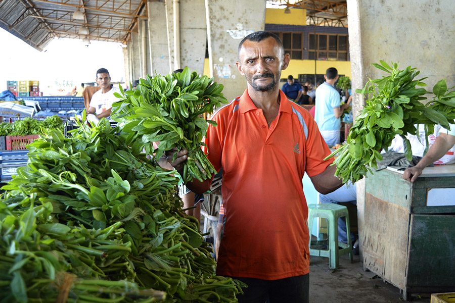 Arapiraca é um dos municípios que mais produzem bredo no país e fortalece a agricultura familiar