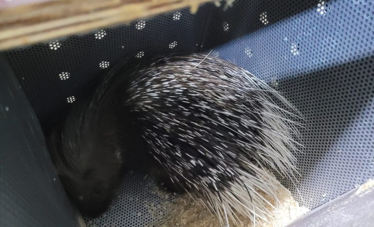 Mapa fiscaliza porcos-espinhos importados da França para o Zoológico de São Paulo