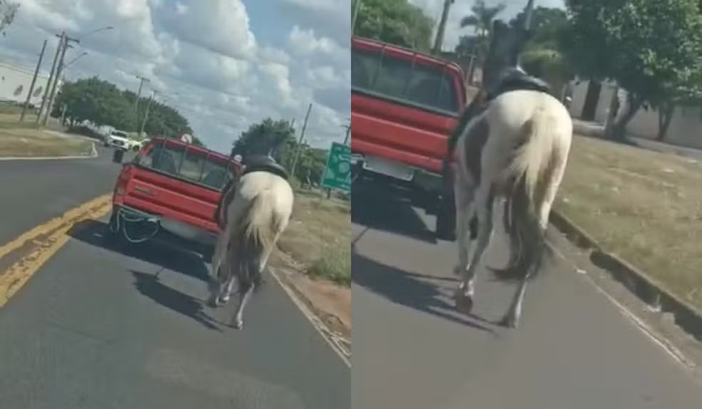 Homem é multado em R$ 3 mil após puxar cavalo amarrado a carro no interior de SP