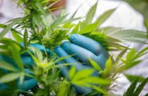 Verdecom360 e INACAM: a engenharia de narrativa e capital que está reposicionando o agro e a cannabis medicinal na América Latina