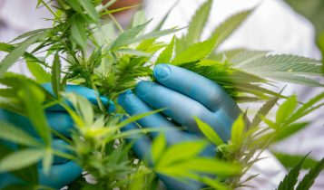 Verdecom360 e INACAM: a engenharia de narrativa e capital que está reposicionando o agro e a cannabis medicinal na América Latina