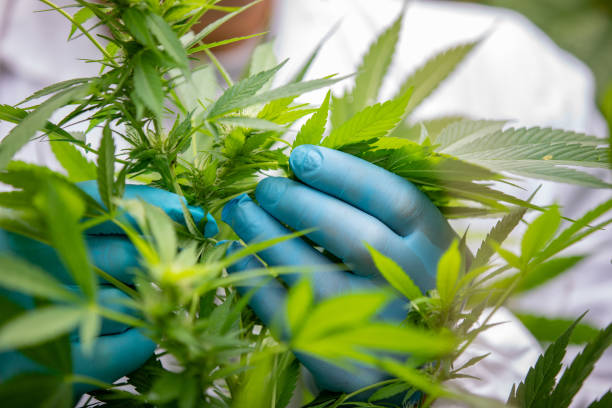 Verdecom360 e INACAM: a engenharia de narrativa e capital que está reposicionando o agro e a cannabis medicinal na América Latina