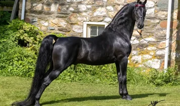 Não é só versátil: o cavalo Morgan “escolhe” e cria uma ligação única com o dono