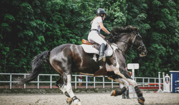 Troca constante de cavaleiros pode gerar confusão, estresse e “desligamento” nos cavalos