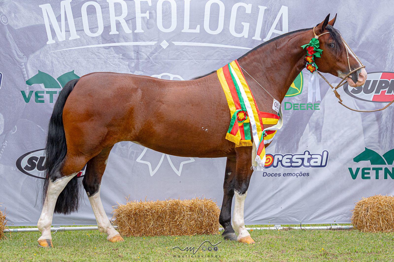 melhor exemplar da raca crioula