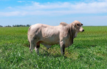 Nelore Mocho: Kodiak de CV é contratado pela Alta Brasil