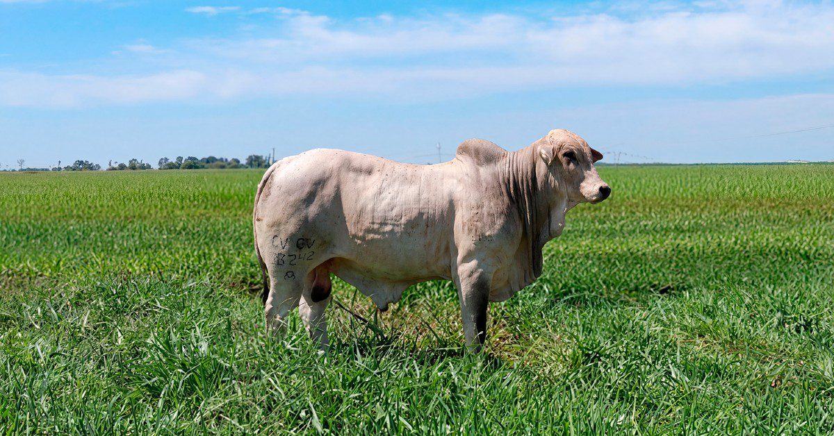 Nelore Mocho: Kodiak de CV é contratado pela Alta Brasil