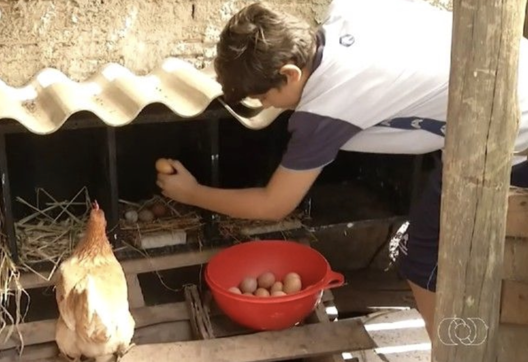 Menino de 11 anos que virou empreendedor na produção de ovos vira exemplo nacional