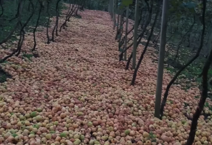 produtores de goiaba