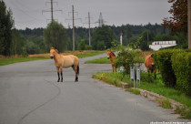 Chernobyl virou refúgio selvagem: cavalos Przewalski se multiplicam em zona radioativa