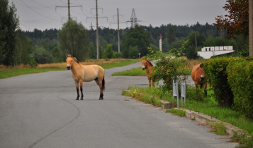 Chernobyl virou refúgio selvagem: cavalos Przewalski se multiplicam em zona radioativa