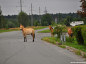 Chernobyl virou refúgio selvagem: cavalos Przewalski se multiplicam em zona radioativa