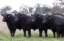 Corrida pela carne premium faz mercado de sêmen Angus saltar 31% no Brasil