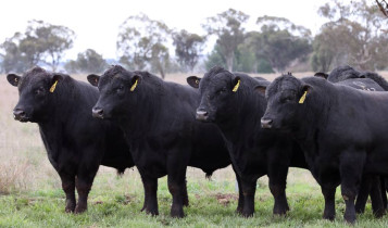 Corrida pela carne premium faz mercado de sêmen Angus saltar 31% no Brasil