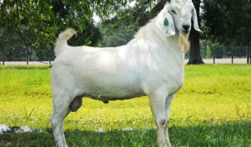 Bode mais caro do mundo, animal da raça Savanna é vendido por mais de R$ 600 mil em recorde histórico