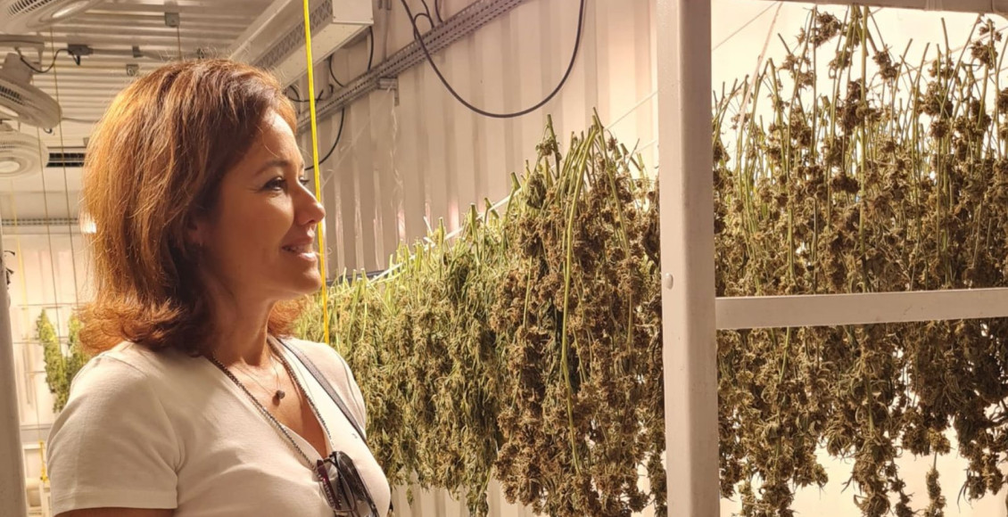 sementes de cannabis