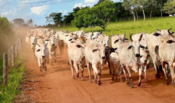 vacada nelore em estrada de terra