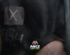 91ª ExpoZebu: ABCZ marca primeiros animais certificados como F1 Max durante cerimônia oficial