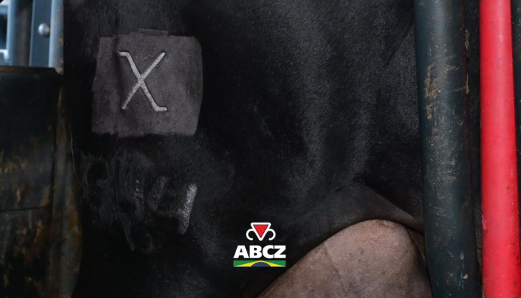 91ª ExpoZebu: ABCZ marca primeiros animais certificados como F1 Max durante cerimônia oficial