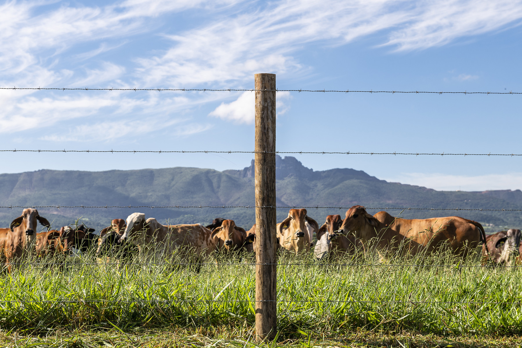Cercas de alto desempenho aumentam eficiência no manejo de bovinos e reduzem perdas no campo 