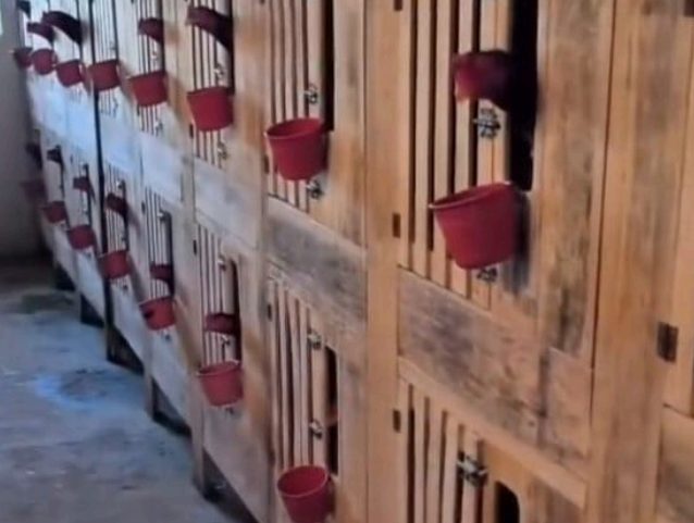 Operação para capturar foragido leva polícia a desmantelar rinha com centenas de animais