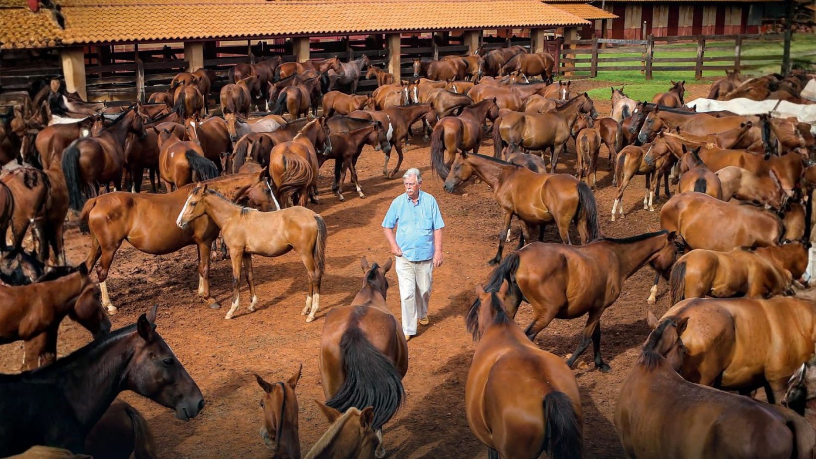 Carlos Junqueira Netto - Lalo - Mangalarga Marchador