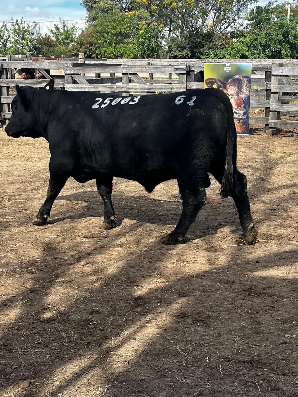 Soldera conquista Grande Campeonato Angus Individual