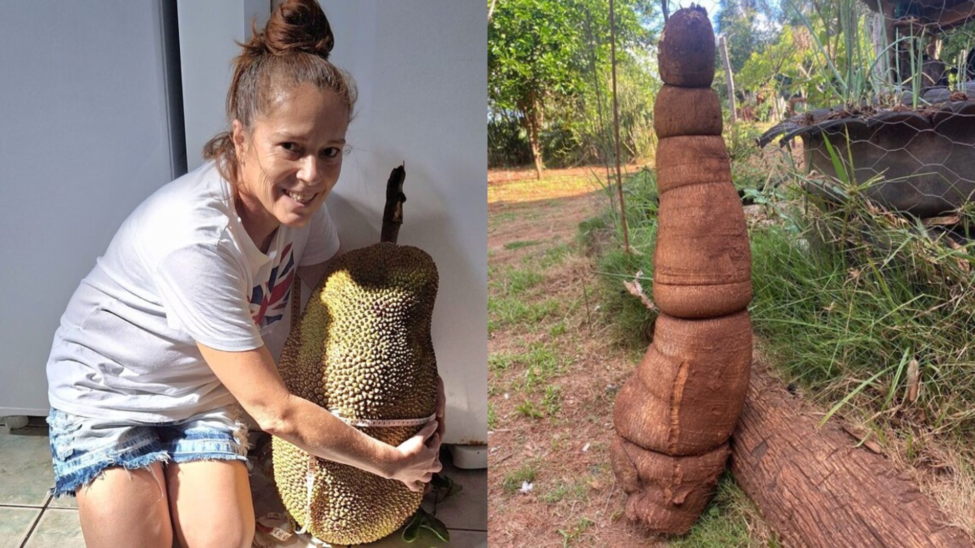 Jaca gigante encontrada em Rochedo reforça fama de solo fértil da região