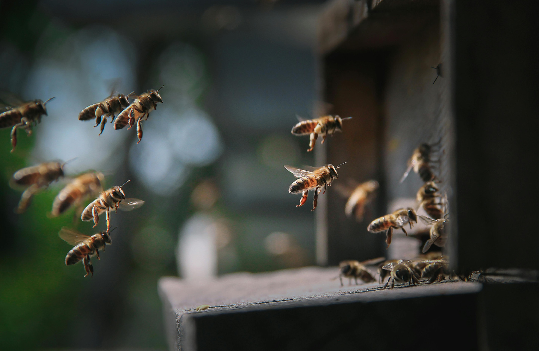 Melhores práticas globais na agricultura e conservação de polinizadores