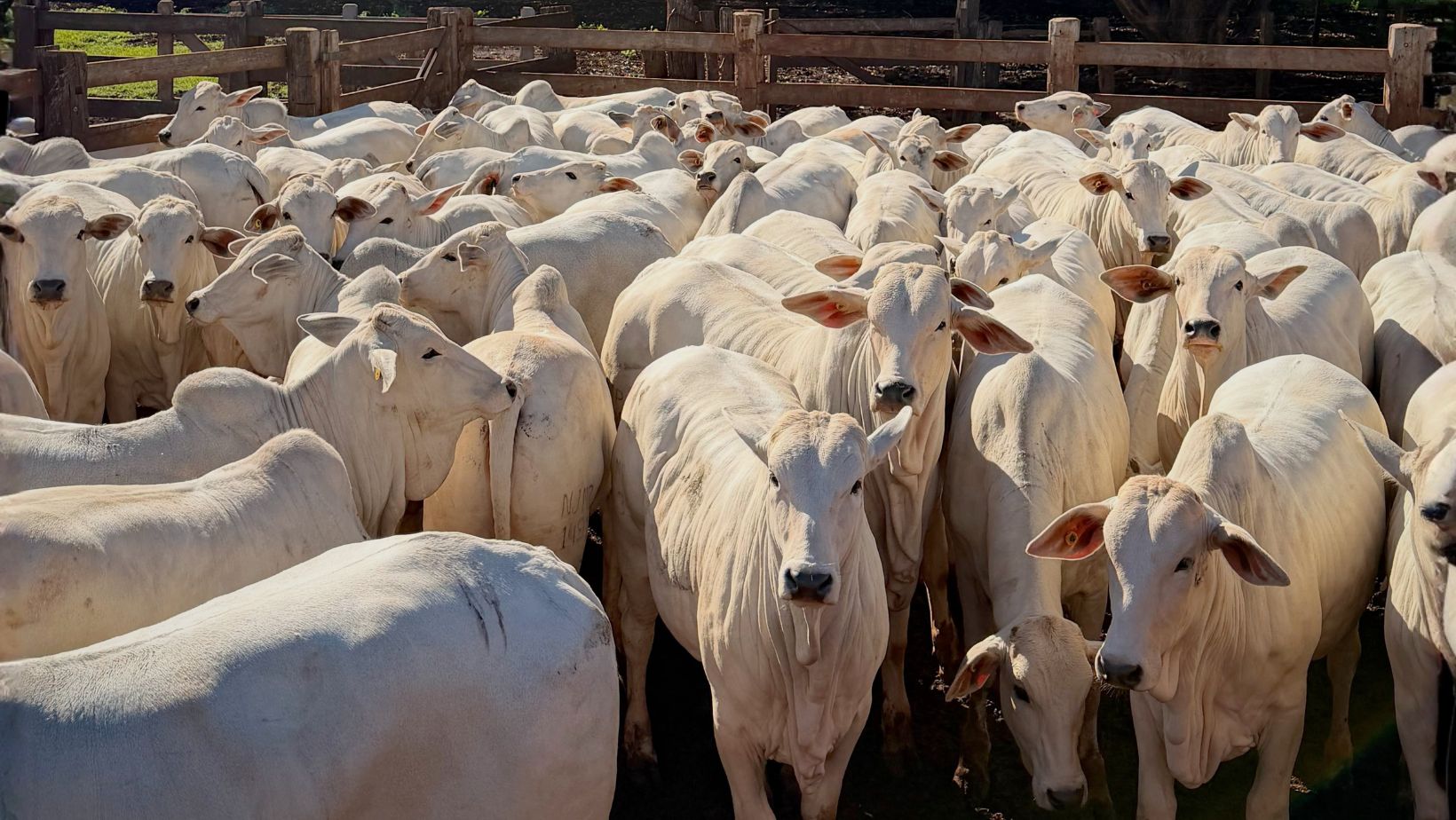 Garrotes nelore no curral