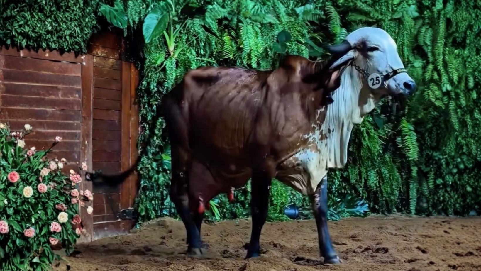 Vaca gir leiteiro Cheiadegraca Rib Grande F