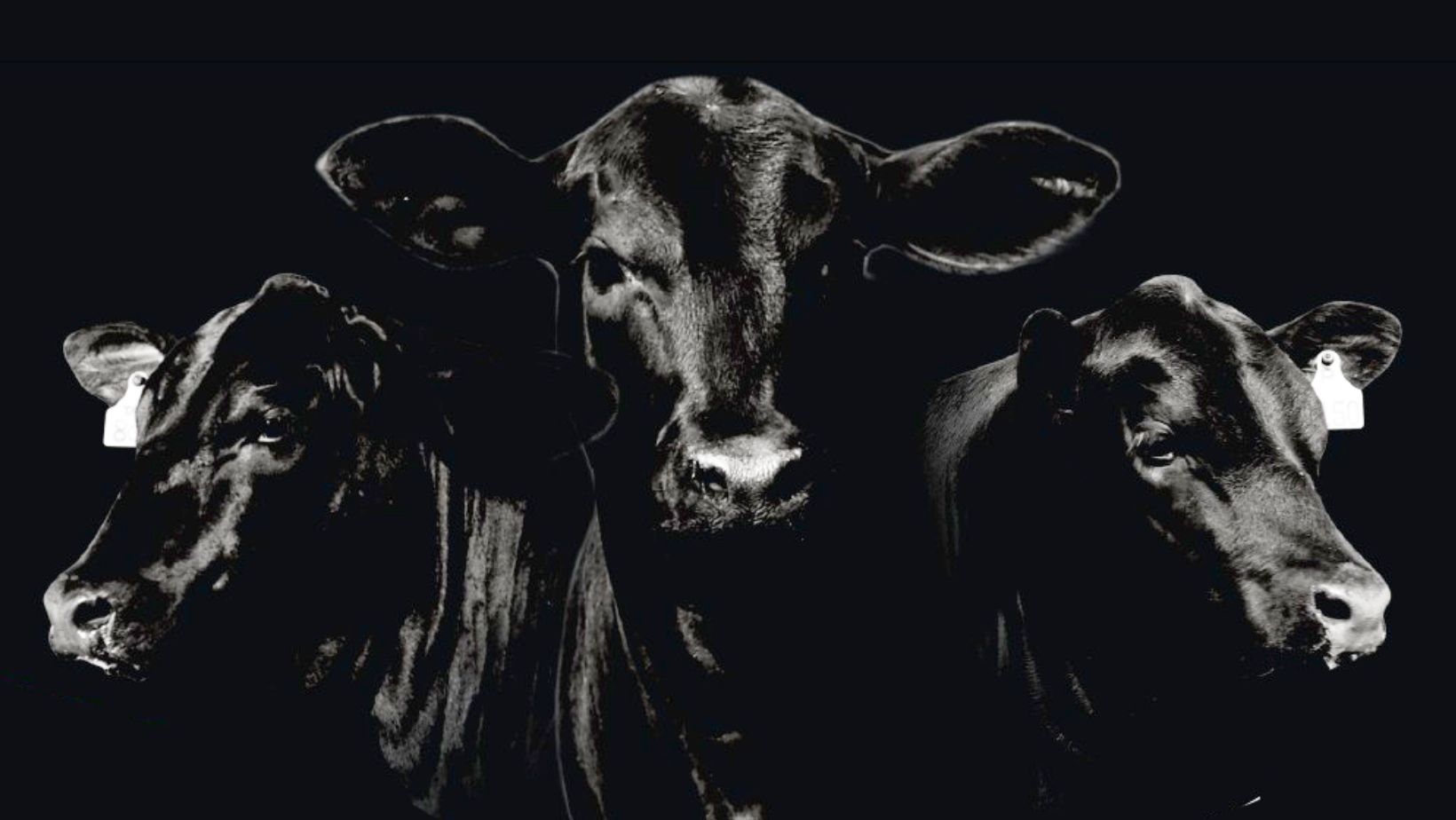 angus brangus e ultrablack - vpj pecuaria