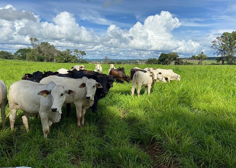 IA apoia manejo de plantas daninhas em sistemas integrados de lavoura e pecuária