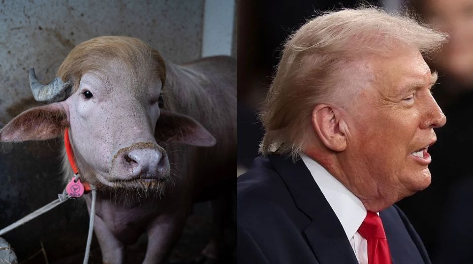 bufalo albino apelidado de trump