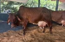 Vaca supera 72 kg de leite no concurso leiteiro da 91ª ExpoZebu e confirma avanço do Zebu tropical