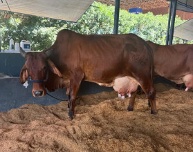 Vaca supera 72 kg de leite no concurso leiteiro da 91ª ExpoZebu e confirma avanço do Zebu tropical