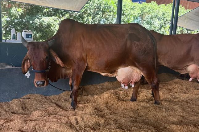 Vaca supera 72 kg de leite no concurso leiteiro da 91ª ExpoZebu e confirma avanço do Zebu tropical