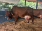 Vaca supera 72 kg de leite no concurso leiteiro da 91ª ExpoZebu e confirma avanço do Zebu tropical