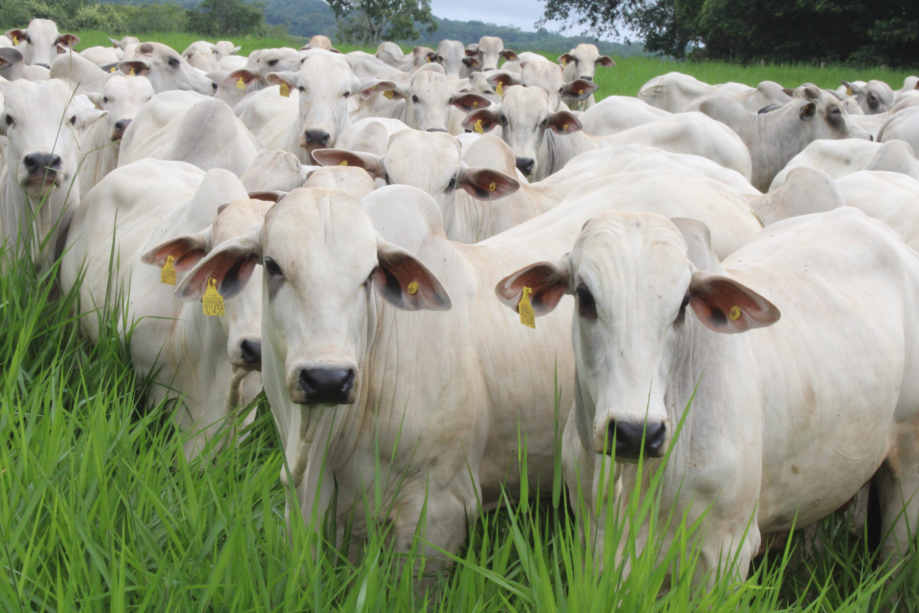 Sanidade bovina influencia diretamente a produtividade agropecuária